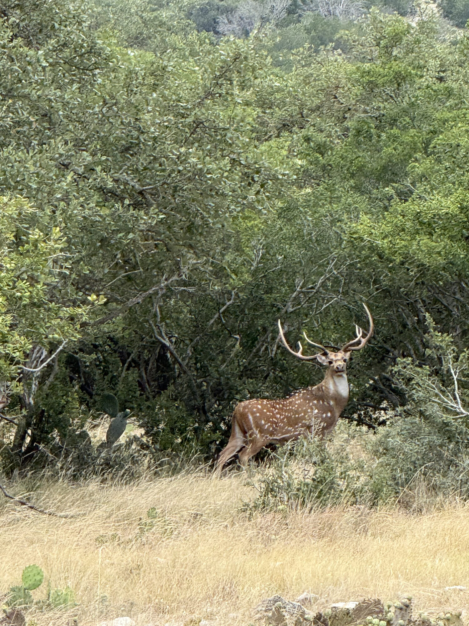 Axis buck