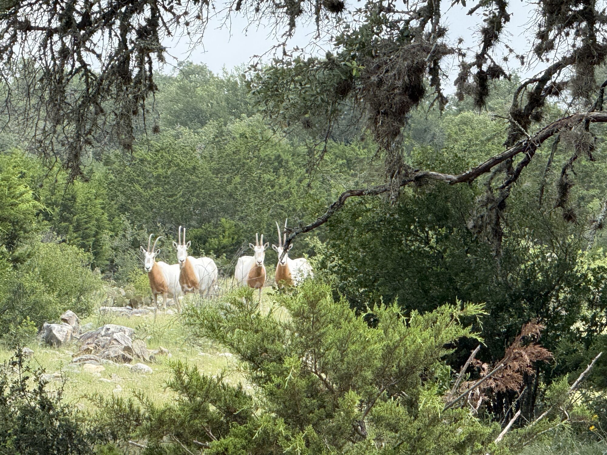Deer herd grazing