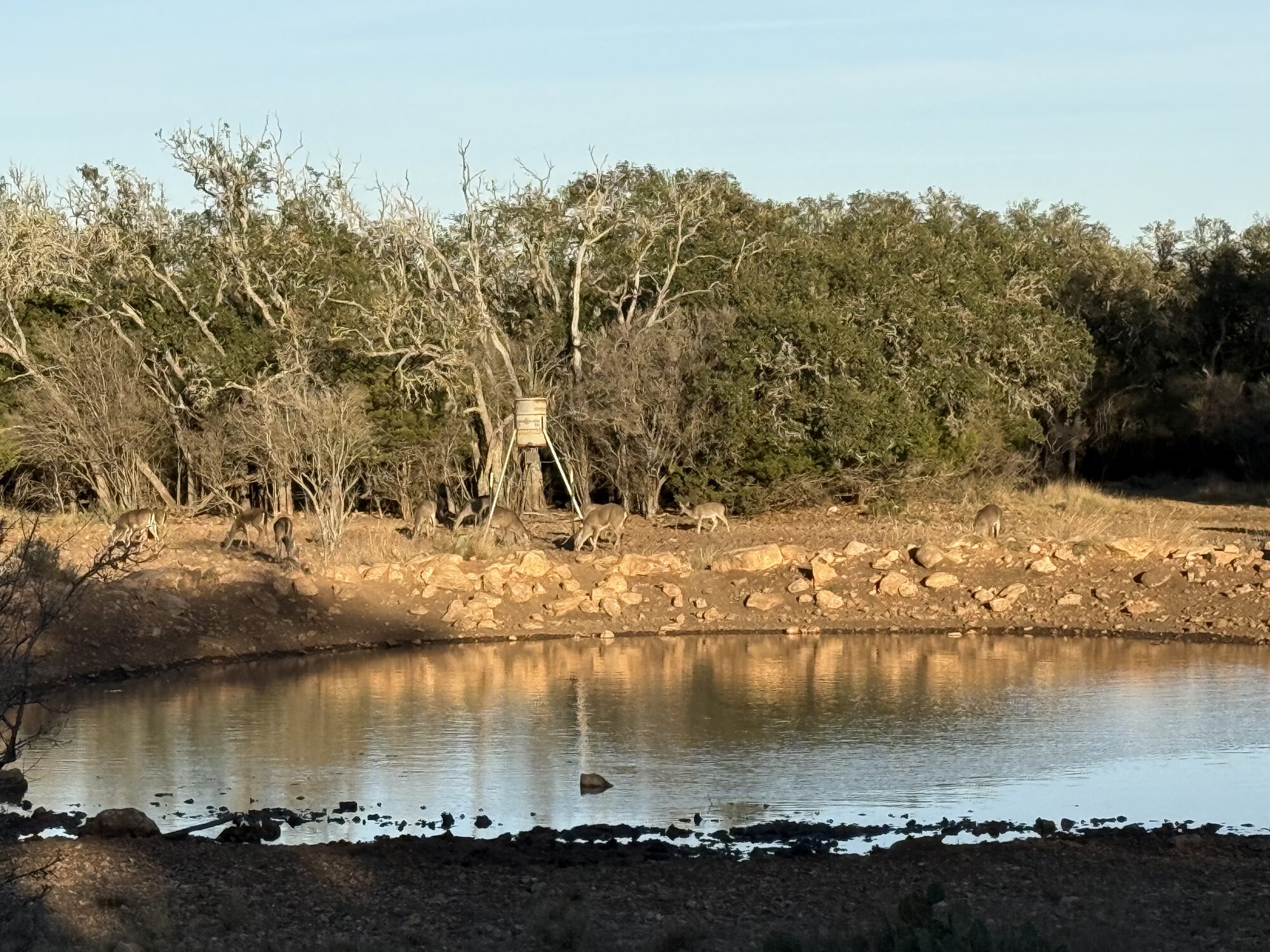 Live oak brush country